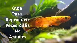 🔵 Como Reproducir Peces Killis No Anuales (Acuarios MB)