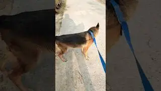 german shepherd dog most intelligent #trendingshorts #dog #youtubeshorts #ytshorts#shorts#subscribe