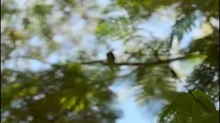 Columba oenas