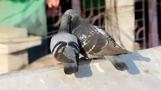 Pigeon Couple In Love, Romantic Bird Kiss Full HD Video