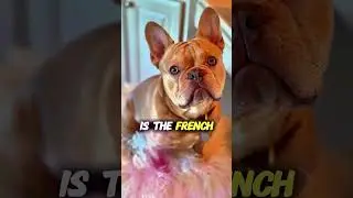 Which Lucky Dog matches your Birth Month? Part 2