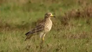 Displaying Stone Curlew and singing Woodlark in East Anglia