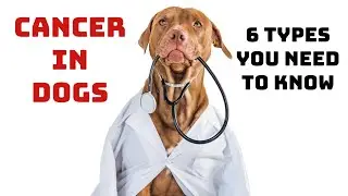 Podcast 38: Cancer in dogs - 6 types you need to know