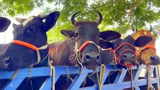 cow unloading, cow videos, cow video, animal, big cow, goru hamba cow, Ep-253