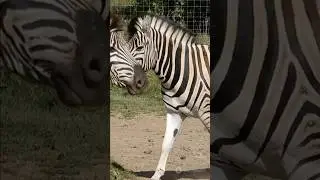Why Zebras Can't Be Tamed..? #shorts #wildlife #animals