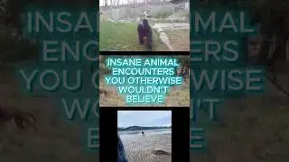INSANE Animal Encounters That Will Leave You Speechless Part-2 #viral #shorts #trending