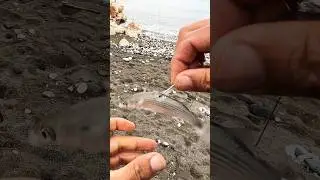 Поймал кефаль и использовал как живую наживку