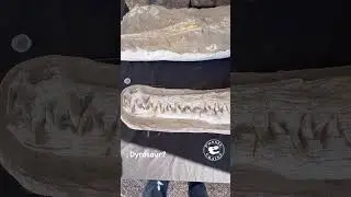Dyrosaurus: Extinct Crocodylomorph Skull