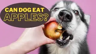 can dogs eat apples? - are apples good for dogs?