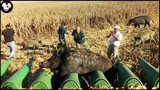 Top 50 Headshot ! Great Boar Hunt, Unforgettable Scenes | Wild Boar Hunting