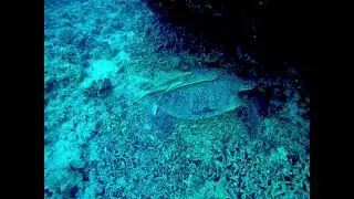 Sea Turtle chilling at Makadi Bay Egypt