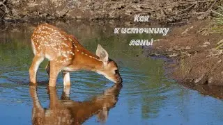 🦌🦌🦌Как к источнику лань!🦌🦌🦌 [2.версия]
