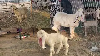 Sunday update dasi chtray mudray chtray Lahore bakra mandi