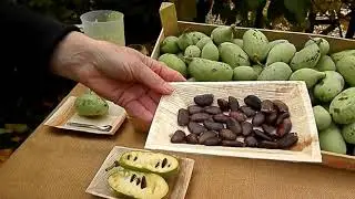 Keutenberg, paw paw, Asimina triloba, in ecotuin Keutenberg