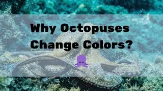 Why Octopuses Change Colors 🌈 | Amazing Ocean Facts for Kids 🐙 | Educational Short Documentary