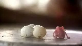 Newborn Quail Chicks December 6, 2024