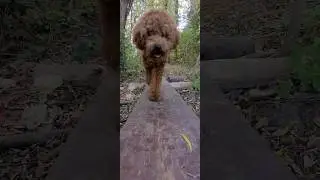 Teach Agility - increases  balance and flexibility #funny #cute #animals #pets #dog #dogtraining