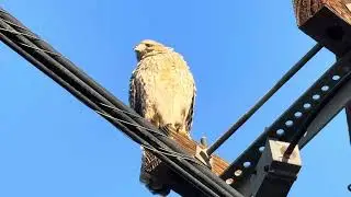 #Hawk # Eagle #Owl #Favor # thankful