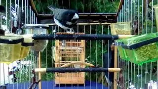 Disputa De Canto Tui Tui Vs Grego Quau E O Seu Preferido Pt Bulota