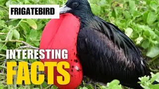 What Are the Most Interesting Facts About Frigatebird?| Interesting Facts | The Beast World