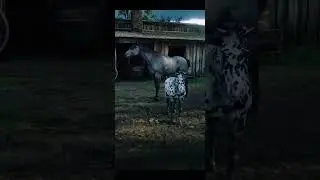 Our first foal on Rift Redm!