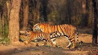 Global Tiger Day!
