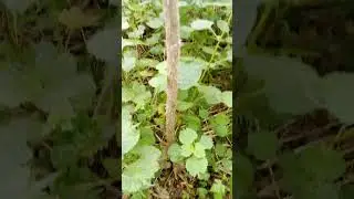Аралия манчжурская