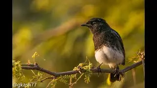 Mr. Pied Bushchat Wild world