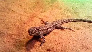 The Long-Tailed Brush Lizard (Urosaurus graciosus) FEEDING