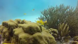 Spanish Hogfish