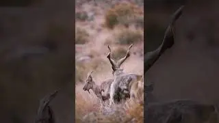 Markhor Chitral #chitral #chitralsnow #travelpakistan #travel #thenortherntour