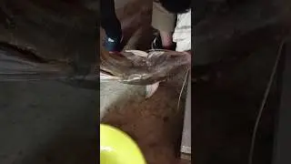 talab ki reetha fish gegra #fishing #fish #fishfood #shortvideo #vairalvideo