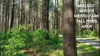 On the Hike with Royster - Walnut Woods Metro Park: The Tall Pines Area (Groveport, OH)