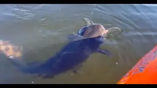 Cherokee Marsh, Madison, WI - Big fish!