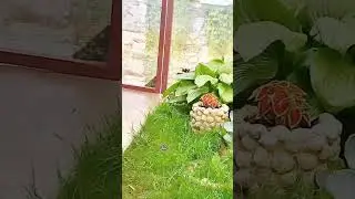 Фося на даче, на расслабоне 😎#шпиц #дача #pets #cute #собака
