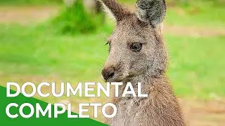 Australian Wilds | Wildlife Episode 6 | Free Nature Documentary - Spanish