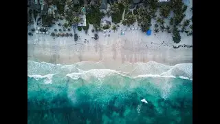 swimming with dolphins