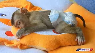 Beautiful Tiny Monkey Nina Sleeping Well On Lovely Soft Bed