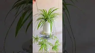 DIY Grow Spider Plant in this way #plants #houseplants #homedecor