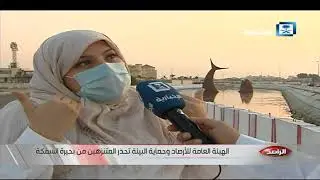 تقرير الراصد - الطحلب الأحمر السام يغزو بحيرة مجسم السمكة