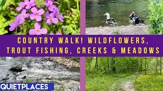 Country Walk! Wildflowers, Trout Fishing, Streams, Creeks & Meadows! No Music! Pennsylvania!