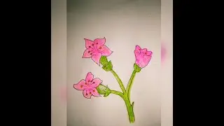How to draw Azalea Flower || Azalea Flower Drawing
