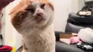 My aloof 