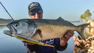 Avantura u Albaniji i lov zubatice-strijelke-bluefish / Rapala Flash X-Skitter, Max Rap 17