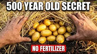 3x More Potatoes. No Fertilizer. Lost For 500 Years. Now They Want It Back.