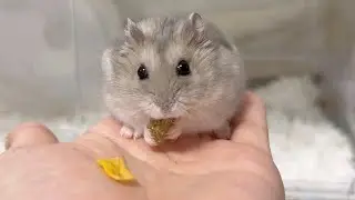 ハムスター(める)のASMR(カリカリ)