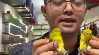 special bongkaran burung masteran siapa cepat dia dapat