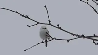 遠くて小さいですが今日見たシマエナガ　#シマエナガ