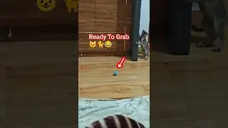 This toy makes my kitten crazy 😹 #kitten #catshorts #cutecat #kitty #petshorts #lucycatlaila #Shorts