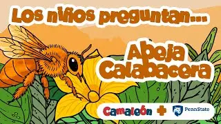 Abeja Calabacera: solitaria excavadora